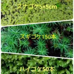 To4kazu様 リクエスト 2点 まとめ商品