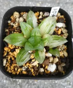 多肉植物 ハオルチア 旧氷砂糖錦 抜き苗 - メルカリ
