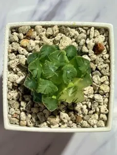 G-2 多肉植物 オブツーサ錦 水中月 鮮明斑