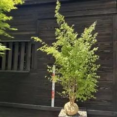 コハウチワカエデ　シダレ（枝垂れ）【品番3563】 コハウチワカエデ シダレ（枝垂れ）【品番3563】 - メルカリ