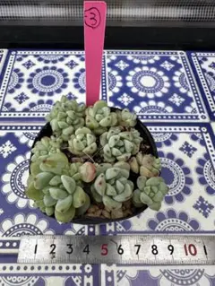 deco様 リクエスト 2点 まとめ商品