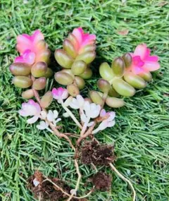 ムーマオ様 ご専用　值引70円　リクエスト 2点 まとめ商品