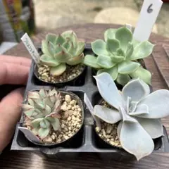 多肉植物　4cmポリポット4種　抜き苗　26G6のサムネイル