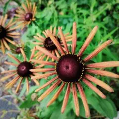 あめ様 リクエスト 2点 まとめ商品