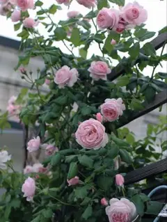 ユキコ つるバラ苗 ピンクのバラ ミニバラ苗 - メルカリ