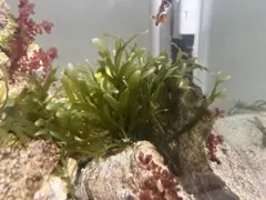 ヘライワヅタ　海藻のサムネイル