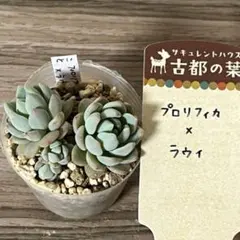 LUPICIA 白葉単叢 リーフ ハクヨウタンソウ - メルカリ