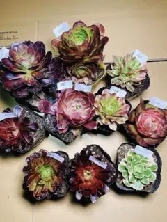 12 レア種入り 多肉植物 アエオニウム 抜き苗 10種セット