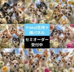 ♡セミオーダー受付中♡　見つめるわんこ　チワワ　318　✽soul生地✽様パネル