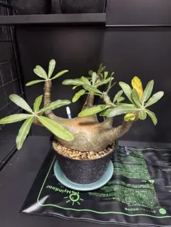 2025年最新】マカイエンセの人気アイテム - メルカリ