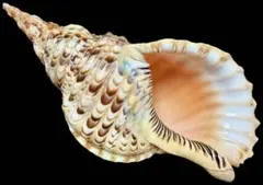 2025年最新】法螺の人気アイテム - メルカリ