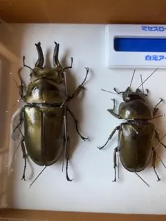 ☆貴重☆オスモウサンコガネ標本特大サイズ - メルカリ