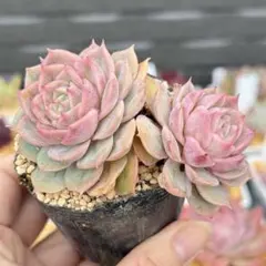 アエオニウム 甜茶錦 抜き苗 4-5頭 多肉植物 - メルカリ