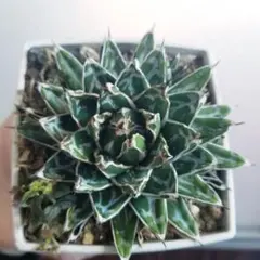 2026年最新】アガベ 姫笹の雪の人気アイテム - メルカリ