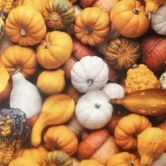 USAコットン ◇MOOK リアルなパンプキン◇ ハロウィン かぼちゃ 輸入生地