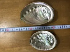 アワビ 、貝殻、アンティーク 、