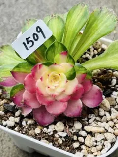 Mariri様　同捆専用ページ