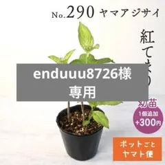 ポットごとヤマト便290】ヤマアジサイ 幼苗 紅てまり 山紫陽花 - メルカリ