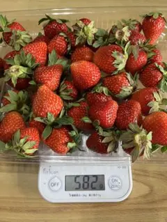 クール便送料込】春限定 加工用いちご kg 新鮮朝採りいちご - メルカリ