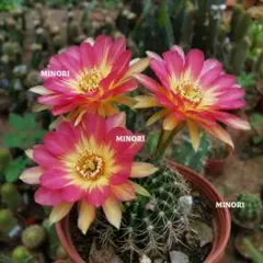 赤鳳 サボテン：フェロカクタス 赤鳳*幅11cm 現品！一品限り ※側面茶色い