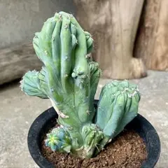 竜神木　実生　9鉢セット 竜神 実生 9鉢セット サボテン『竜神木』綴化 ※送料込み | Pay ID