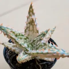 てん様 リクエスト 2点 まとめ商品