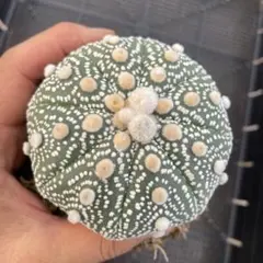 2026年最新】サボテン 兜の人気アイテム - メルカリ