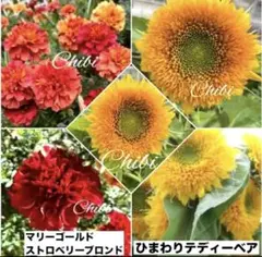 ❤️希少マリーゴールドストロベリーブロンド 種10粒➕ひまわりテディーベアー10粒