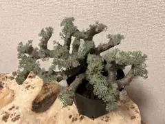 ムルチフィズム 厳選株 発根済み 現地球 ムルチ ムルチフィズム 厳選株 発根済み 現地球 ムルチ