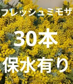 フレッシュミモザ　銀葉アカシア30本　保水有り追加1本100円