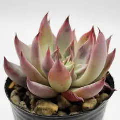 桜鬼 ミックスベリア おらいさん苗 多肉植物 - メルカリ