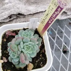 2025年最新】おらいさんの人気アイテム - メルカリ