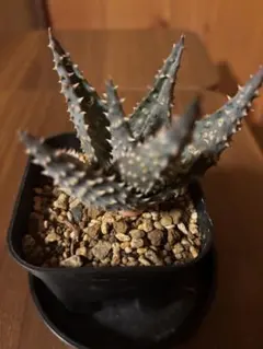 ◾️アロエ TCTハイブリッドBlue Boy【子株】3ヶ根付きメルカリ便送料込み ◾️アロエ TCTハイブリッドBlue Boy【子株】3ヶ根付きメルカリ