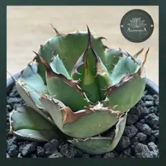 2025年最新】イラン アガベの人気アイテム - メルカリ