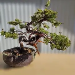 2025年最新】盆栽 真柏の人気アイテム - メルカリ