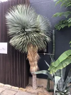 2025年最新】ユッカロストラータ ダブルヘッドの人気アイテム