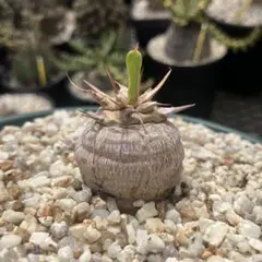 ユーフォルビア カンダレンシス 実生 多肉植物 サボテン アガベ
