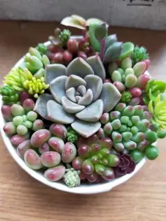 多肉植物セダム　そのまま飾れる1セット　　 6センチカップ