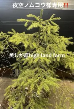 2025年最新】白樺 苗木の人気アイテム - メルカリ