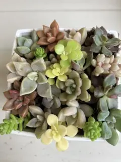 다육식물 모종 절단 모종, 백작약, 인디카, 청동 공주, 아키레이 공주, 오보로츠키 돌나물 등