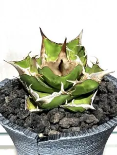 2025年最新】白犀牛 アガベの人気アイテム - メルカリ