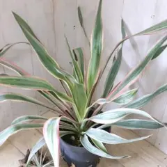 2025年最新】グロリオサ 斑入りの人気アイテム - メルカリ