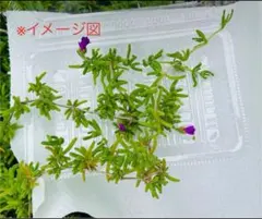 つんちゃん様 リクエスト 2点 まとめ商品