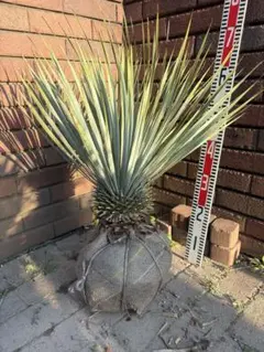 早いもの勝ち　ユッカ　ロストラータ　4