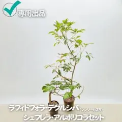 2025年最新】シェフレラ アルボリコラの人気アイテム - メルカリ