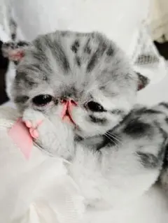 生後２週間♡タビー柄子猫ちゃん♡短足ぽってりボディ♡アートドール♡ぬいぐるみ♡