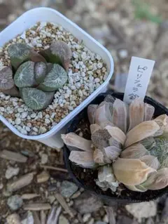 23d ハオルチア　多肉植物　霊鷲山万象錦　自家繁殖 23d ハオルチア 多肉植物 霊鷲山万象錦 自家繁殖