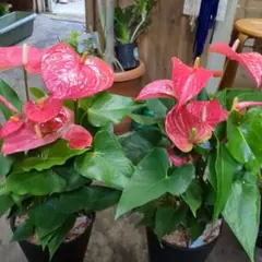 2025年最新】アンスリウム 苗の人気アイテム - メルカリ