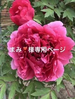 iPhone 15スマホケース かわいい　キティ　サンリオストラップ付きパープル