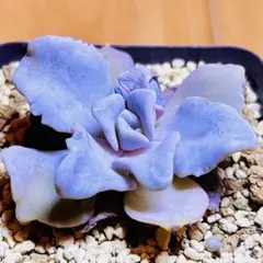 多肉植物 リナシナ錦 抜き苗 - メルカリ